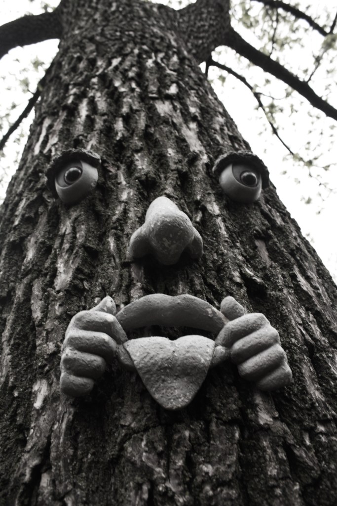 Do not be fooled by this black walnut's comical appearance: the tree is evil