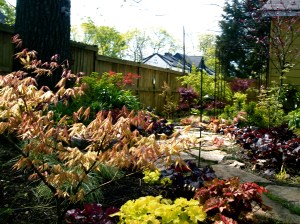 Heuchera lines the garden path
