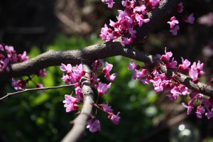Redbud blooms