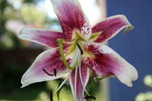 Stargazer oriental lily--summer bloomer