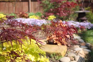 Lime heuchera and J. maple in forground, phlox behind