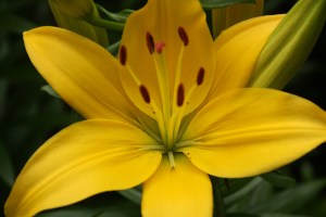 Asiatic lily
