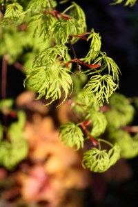 Go get a Japanese maple right now