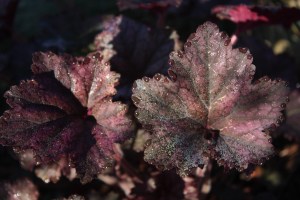 Coral bells with morning dew