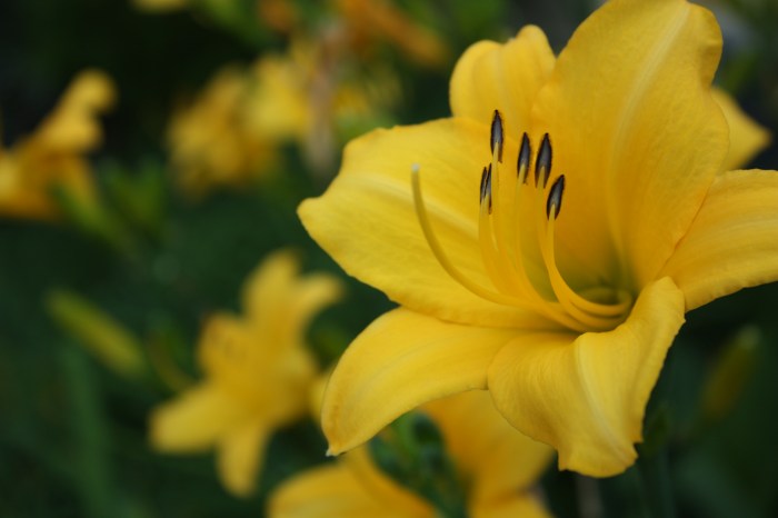 Hint: The scientific name derives from the Greek words for "beauty" and "day"