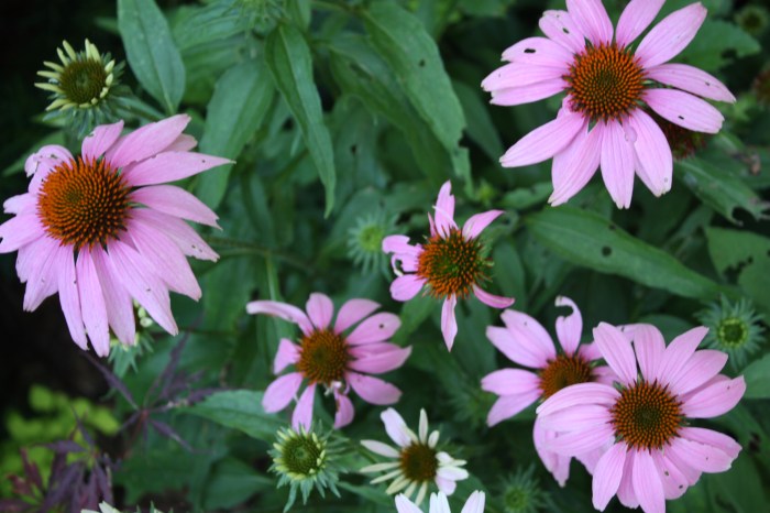 Hint" Doesn't it look kinda conical?