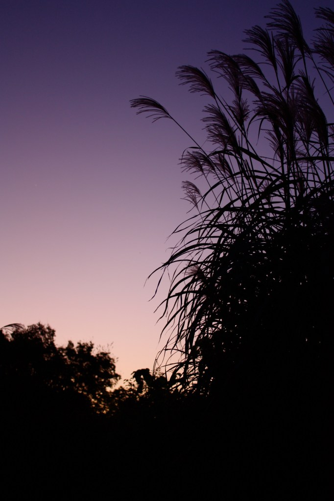 Grasses at dawn Grasses at dawn