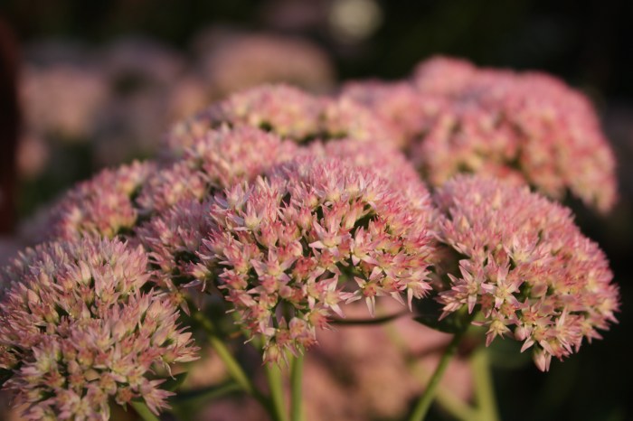 Autumn Joy "Autumn Joy" on a day that was actually sunny