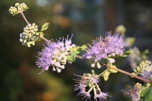 IMG_3306 A late-summer bloomer