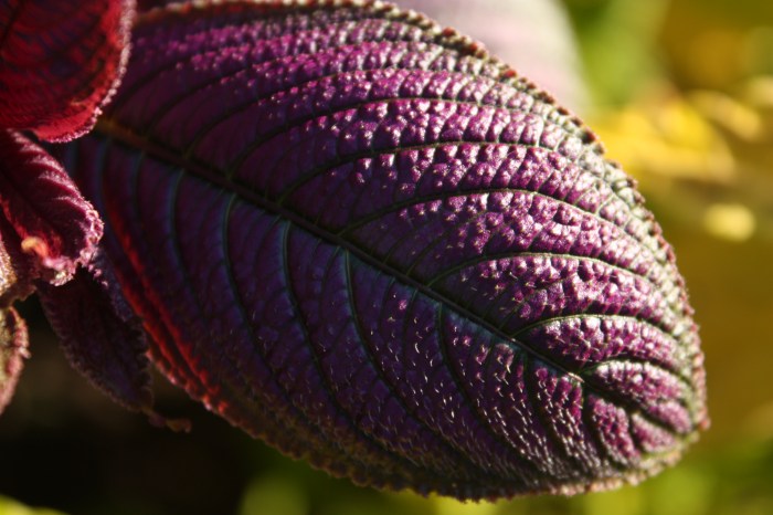 Persian Shield Persian Shield (Strobilanthes), sidelit, with yellow coleus in background