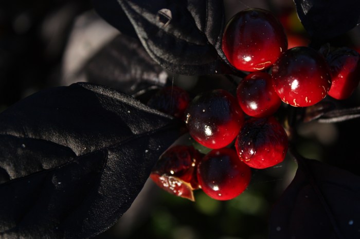 Ornamental pepper Ornamental pepper of some kind