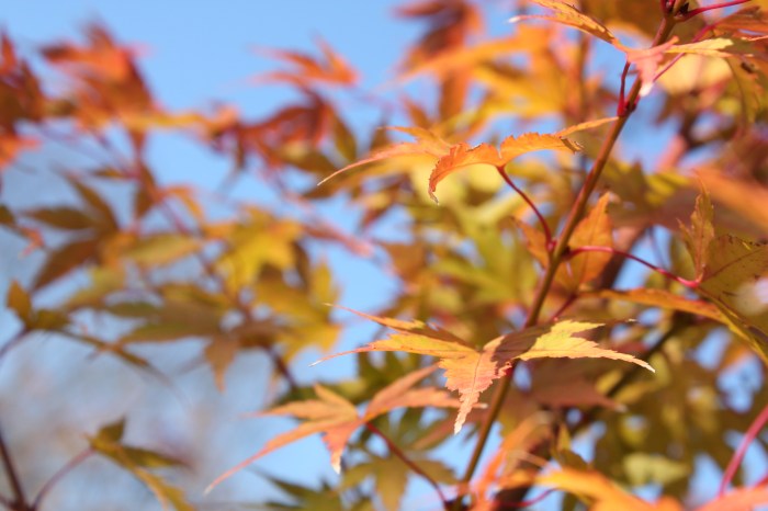 Japanese maple Japanese maple