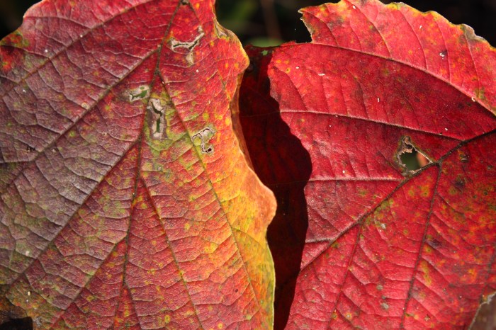 Witch hazel Witch hazel