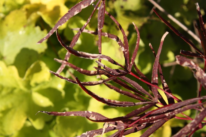 Japanese maple & heuchera Japanese maple & heuchera