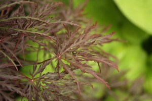 Japanese maple leaves