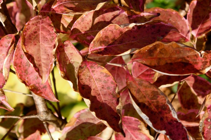 Cornus kousa "Lemon ripple"