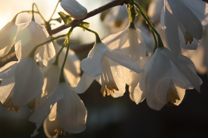 Carolina Silverbell in bloom