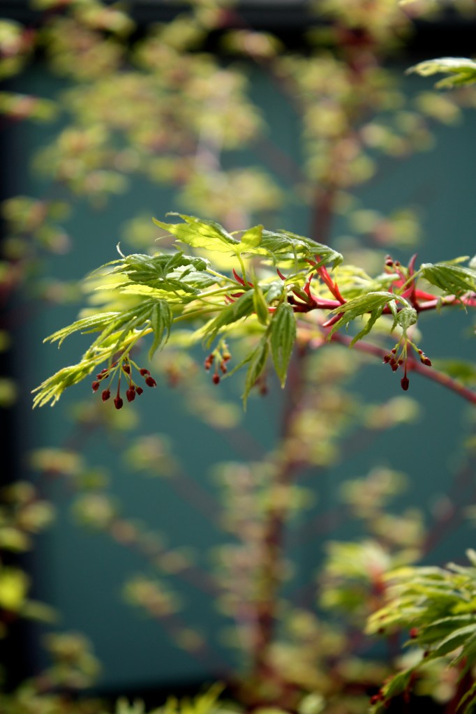 Japanese maple leaves at Halcyon House