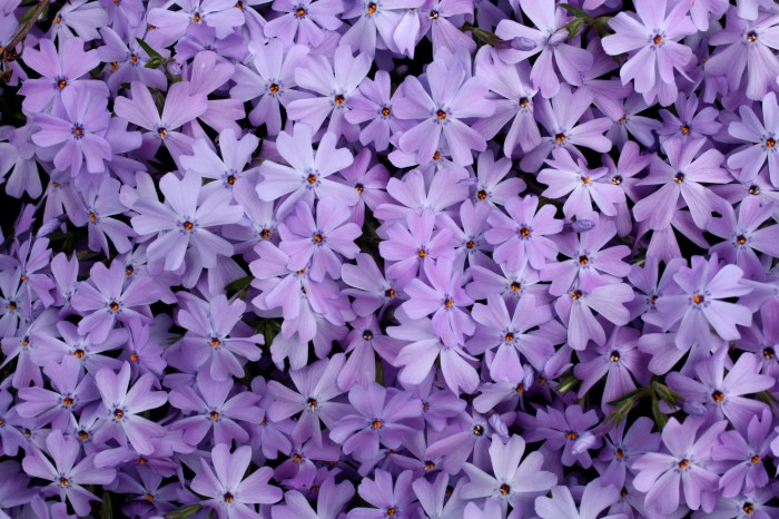 creeping phlox on Ashwood