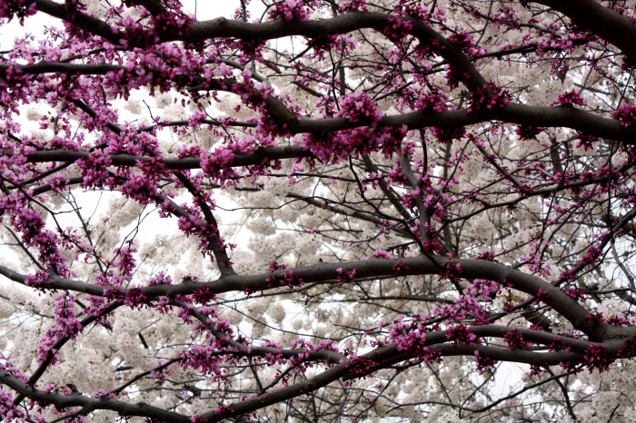 Cherry and redbud trees on Blair Blvd.