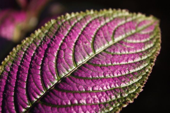 Persian shield
