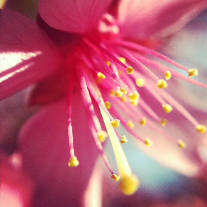 Cherry blossom through Amaro filter