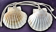 Scallop shells