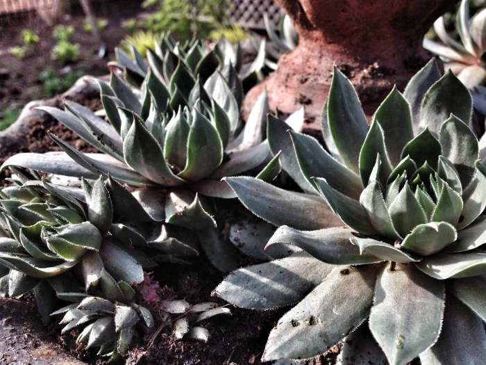 Dead fountain planted with sedum "hens and chicks"